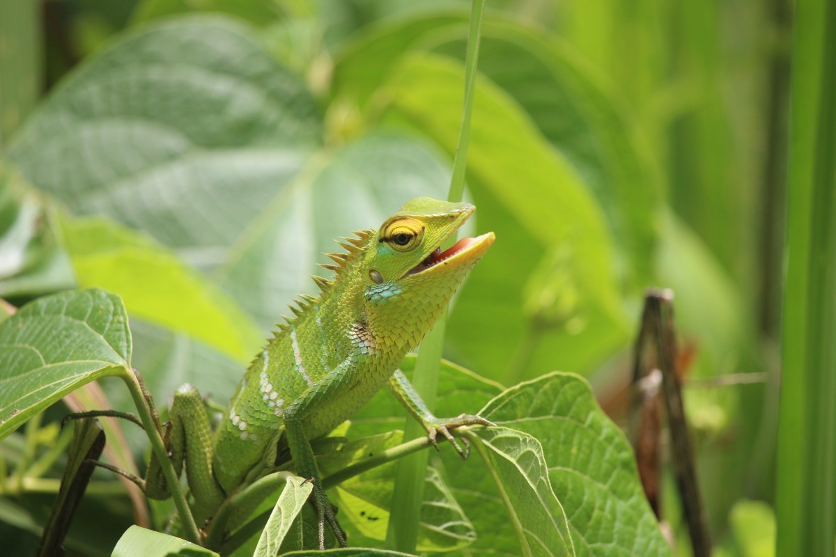 Calotes